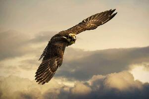 盘点世界上最大的鹰，阿根廷巨鸟(翼展7米重70公斤)